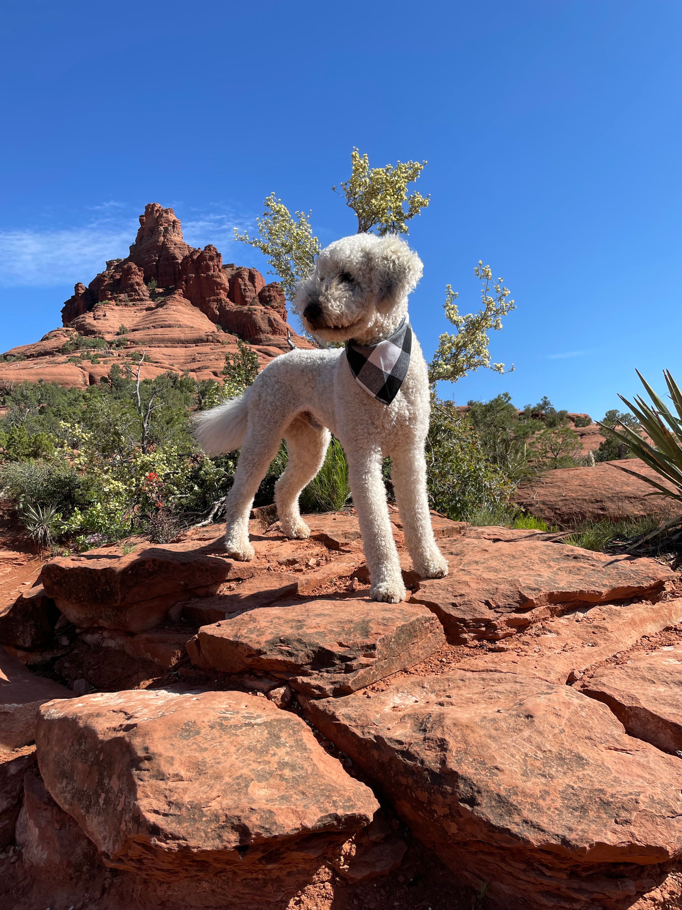 Everest — Silver Goldendoodle Sire