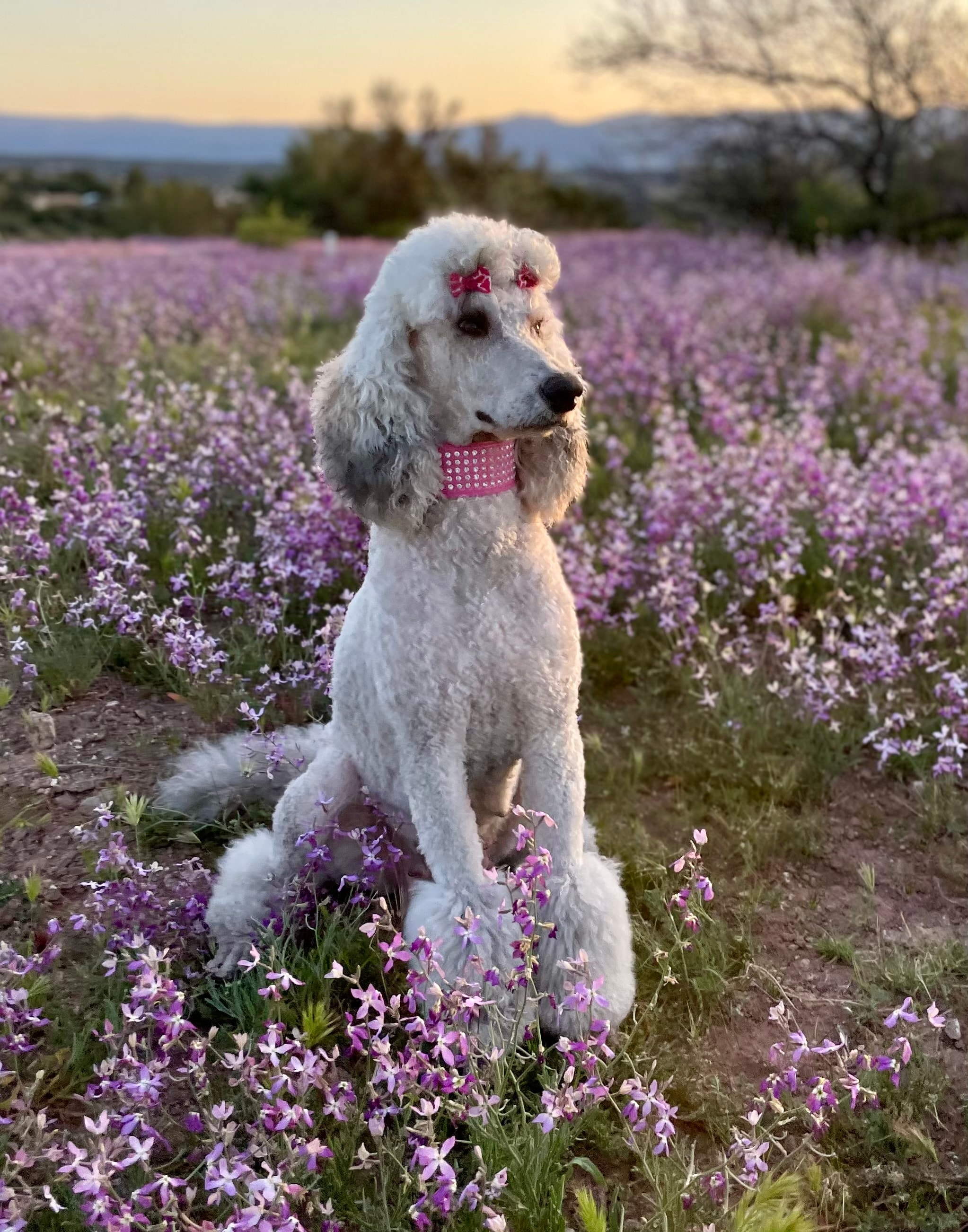Nala — Silver Goldendoodle Dam