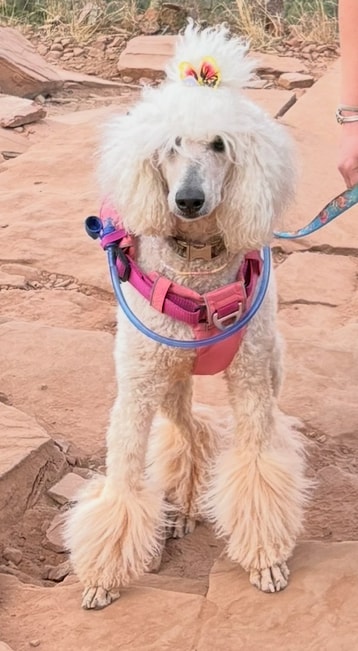 Winter — Light Apricot/White Goldendoodle Dam