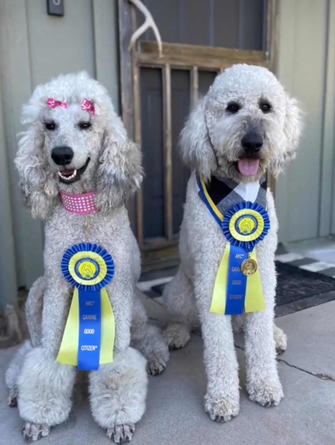 Fire Sky Kennels trained graduate