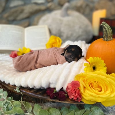 Fire Sky Kennels pup-dates on Instagram