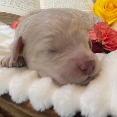 Fire Sky Kennels pup-dates on TikTok