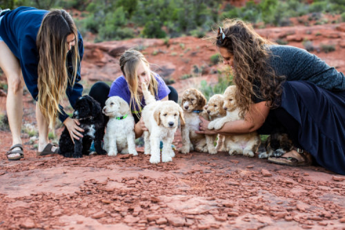 Fire Sky Kennels team with Goldendoodle puppies outdoors